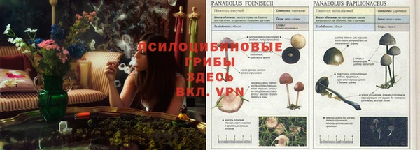 тгк Алзамай