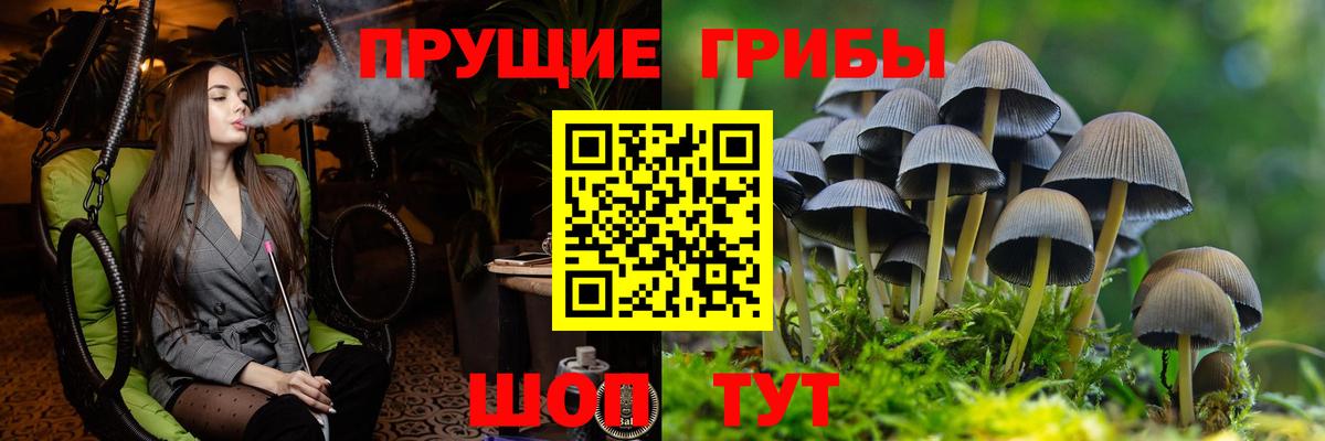 Псилоцибиновые грибы Cubensis Богданович